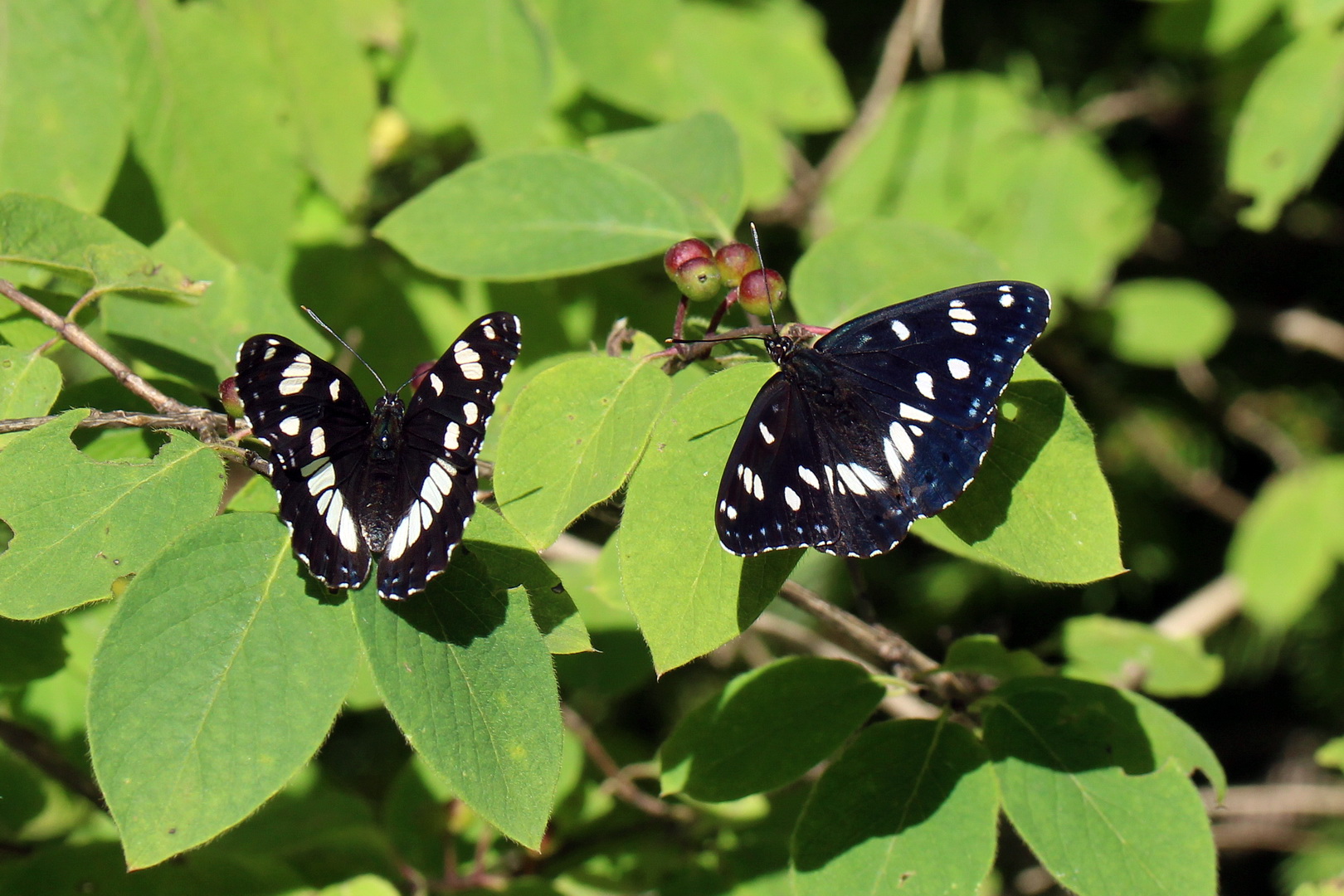 Limenitis reducta