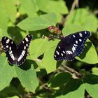 Limenitis reducta