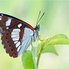 Limenitis reducta