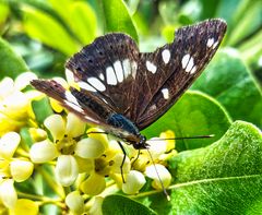 Limenitis reducta