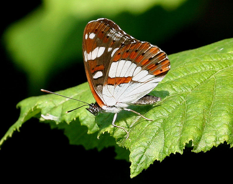 Limenitis reducta - Southern White Admiral