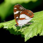 Limenitis reducta - Southern White Admiral