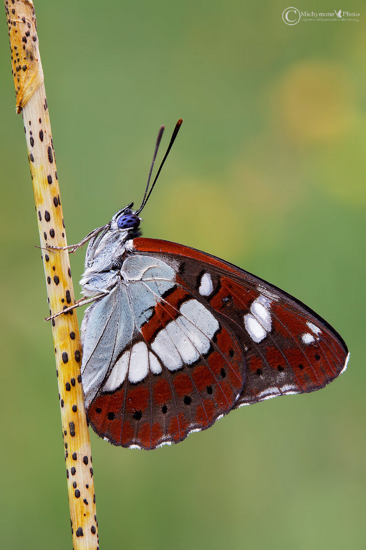 Limenitis reducta (Staudinger 1901) Silvano azzurro