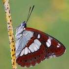 Limenitis reducta (Staudinger 1901) Silvano azzurro