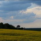 Limes-Turm im Raps