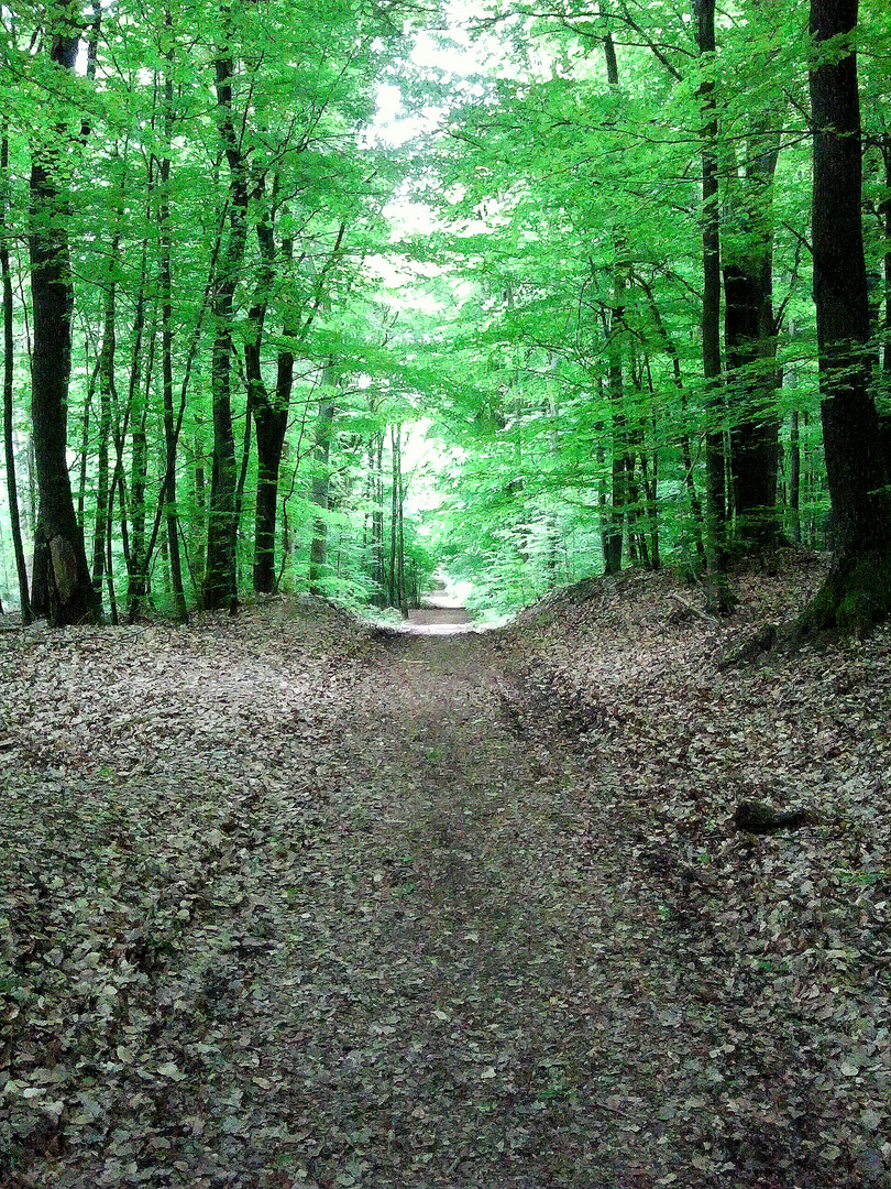 Limespfad bei Friedrichsdorf im Frühling