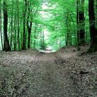 Limespfad bei Friedrichsdorf im Frühling