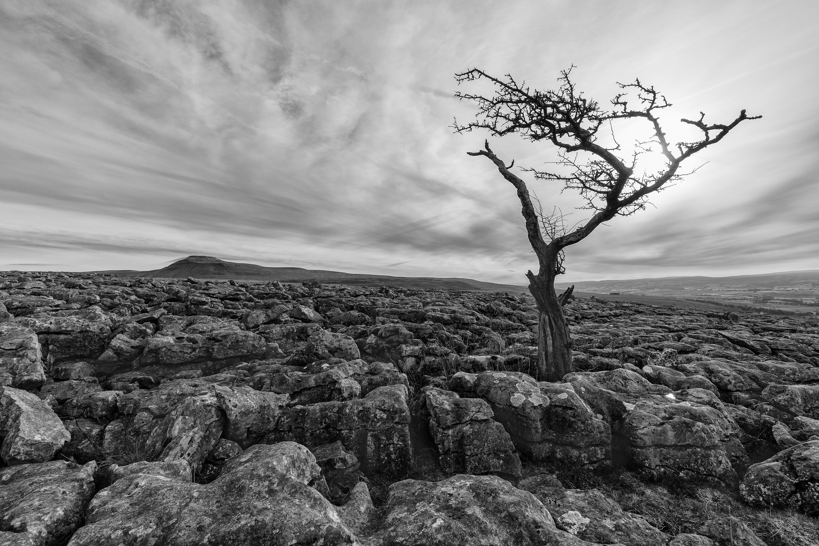 Limestone and tree... Foto & Bild monochrom, bearbeitungs techniken