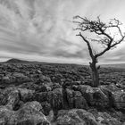 Limestone and tree...