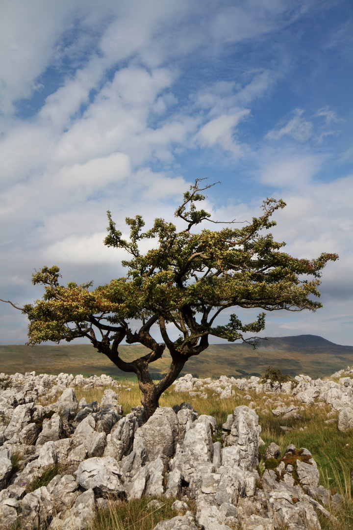 Limestone Landscape