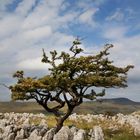 Limestone Landscape