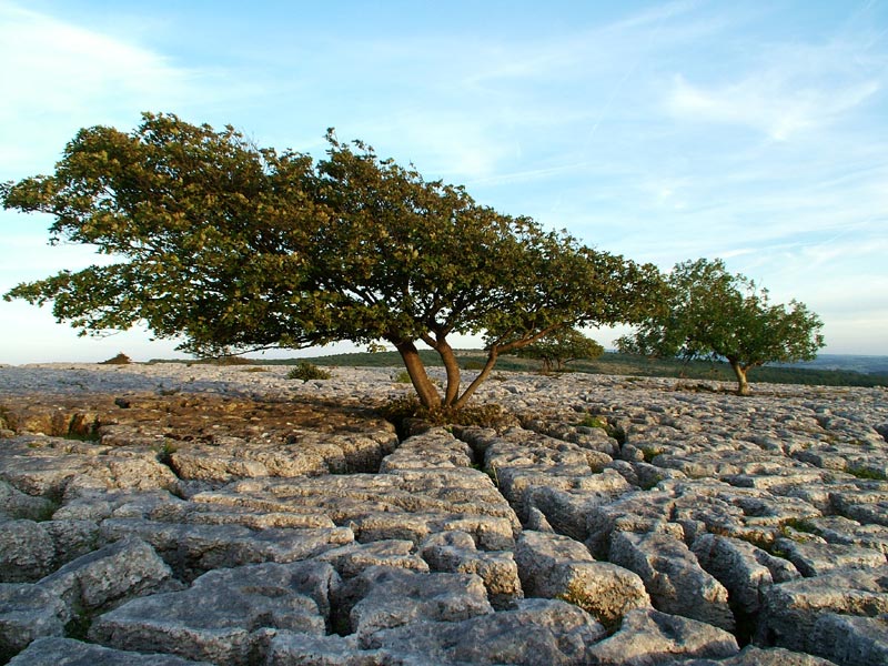 Limestone Pavement