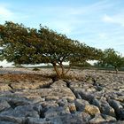 Limestone Pavement