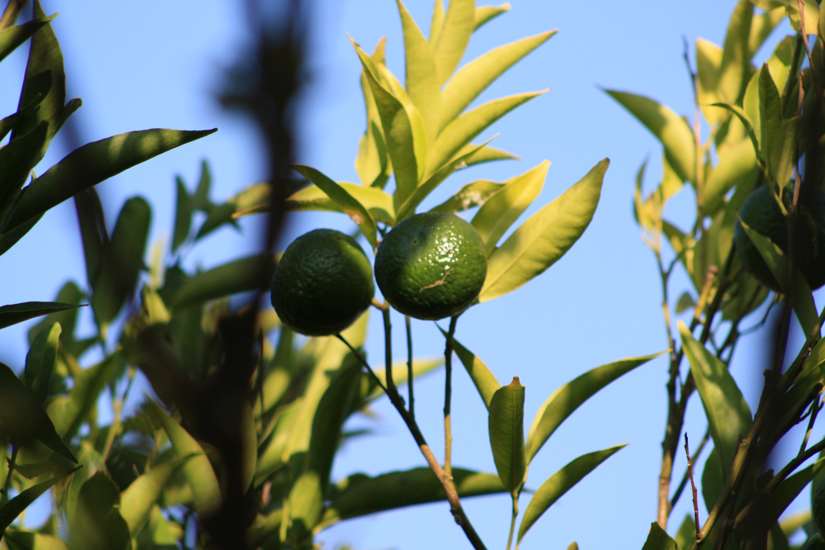 Limetten hängen lässig am Baum ab ;-)