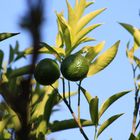 Limetten hängen lässig am Baum ab ;-)