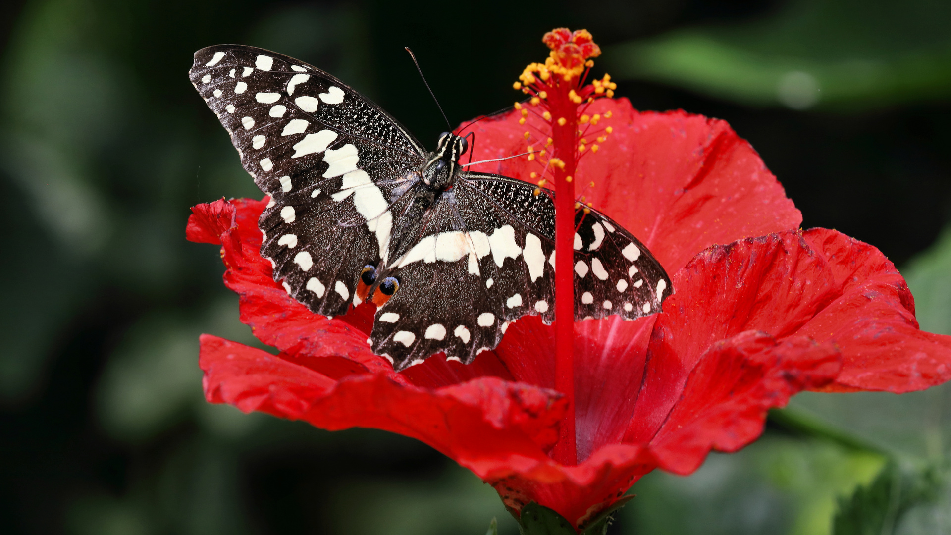 Limetten-Schwalbenschwanz auf einer Hibiskusblüte