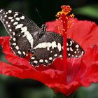 Limetten-Schwalbenschwanz auf einer Hibiskusblüte