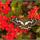 Limetten-Schwalbenschwanz ( Papilio demoleus )