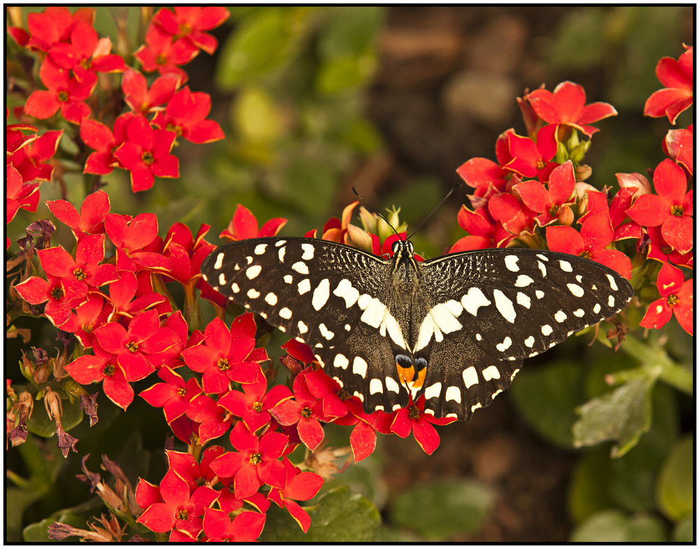 Limetten-Schwalbenschwanz ( Papilio demoleus )