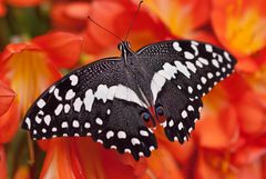 Limetten-Schwalbenschwanz (Papilio demoleus)