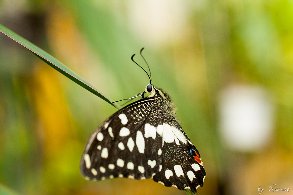 Limetten Schwalbenschwanz (Papilio demoleus)