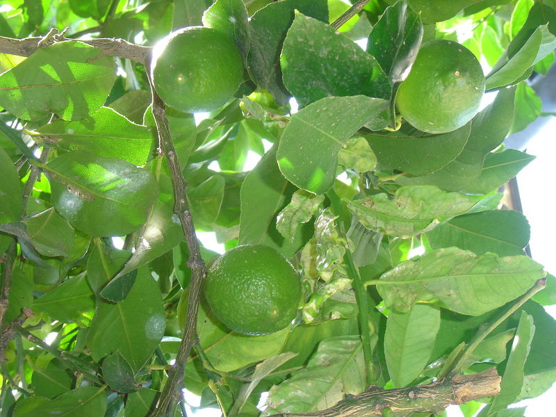 Limettenzauber vom Baum