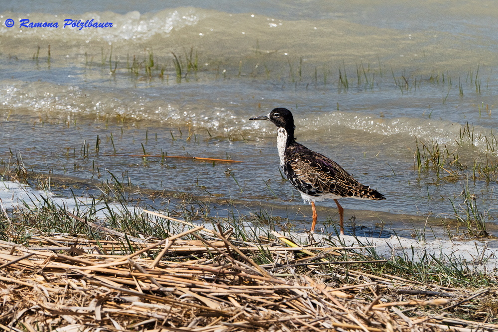 Limicola am Neusiedlersee