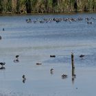 Limikolen-Versammlung unter Aufsicht einer Graugans