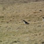 Limikolen/Charadriiformes, womöglich ein Goldregenpfeifer (Pluvialis apricaria)?