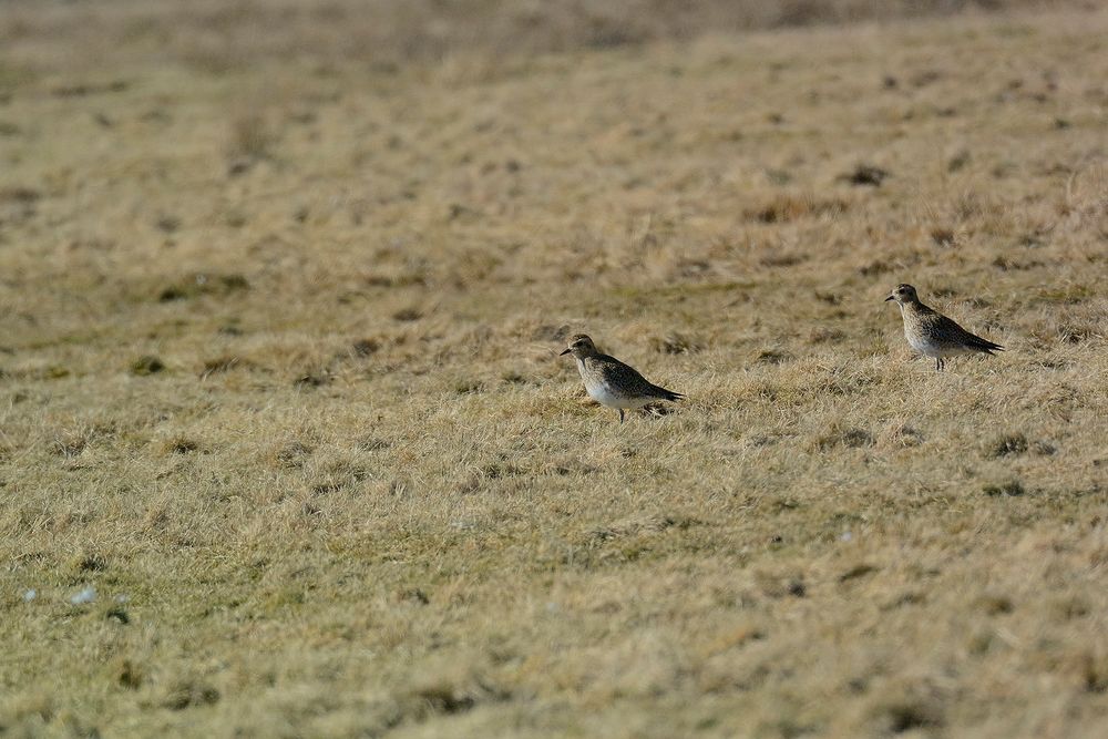 Limikolen/Charadriiformes, womöglich ein Goldregenpfeifer (Pluvialis apricaria)?