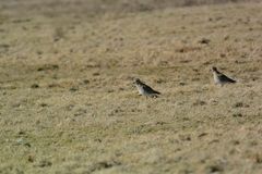 Limikolen/Charadriiformes, womöglich ein Goldregenpfeifer (Pluvialis apricaria)?