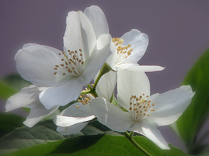 L'immaculé seringat qui émane un parfum très capiteux