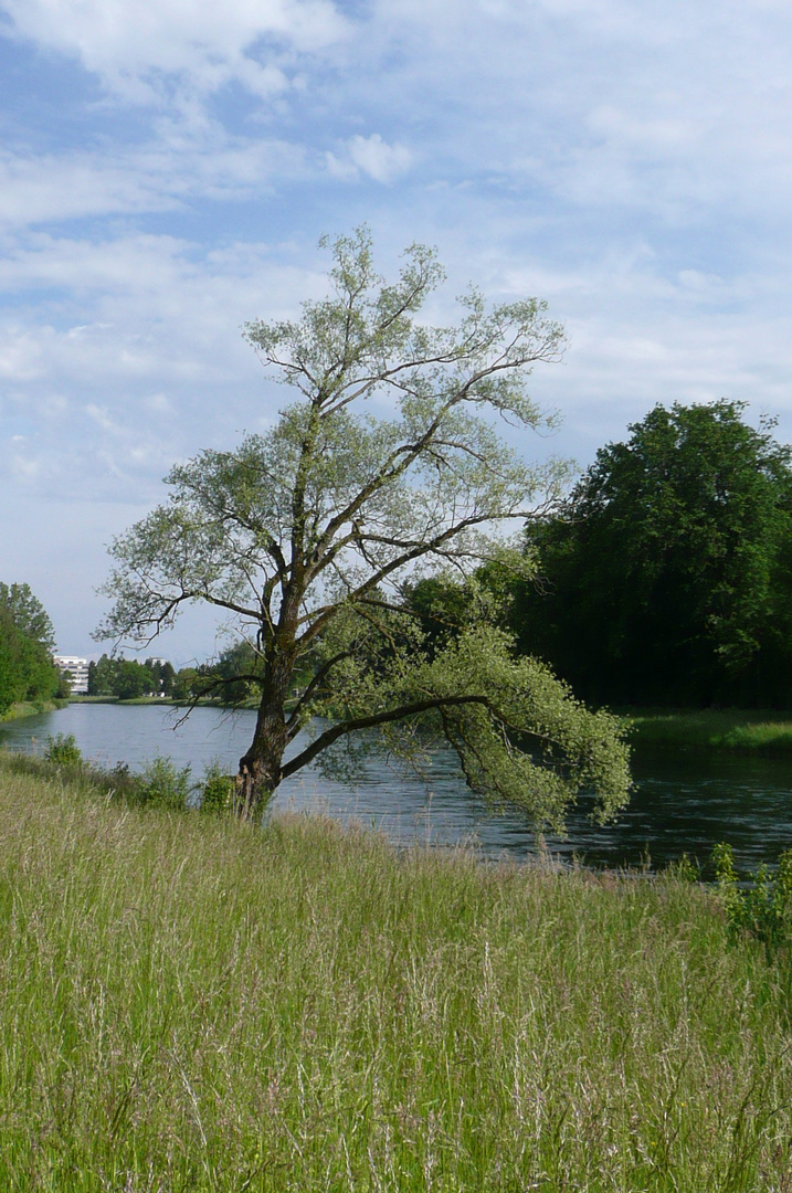 Limmat