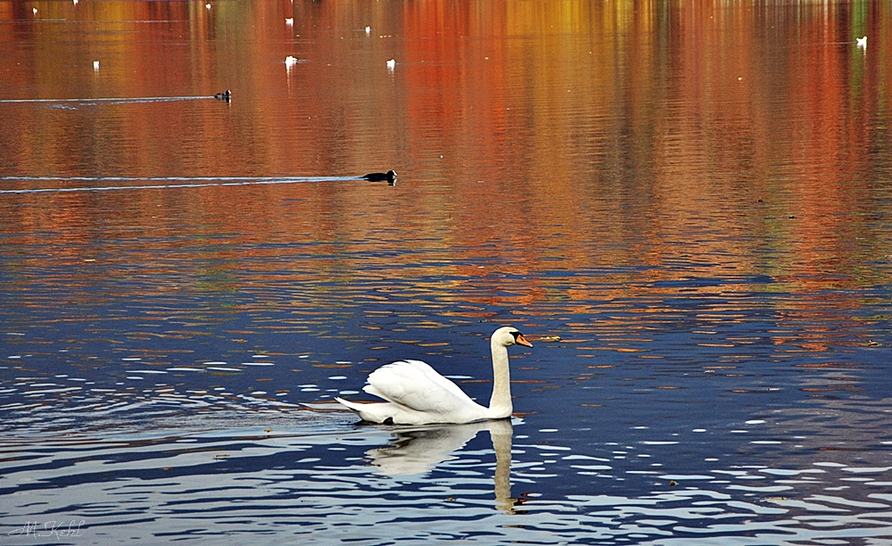 Limmat Schwan im Farbenmeer