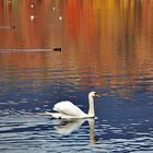 Limmat Schwan im Farbenmeer