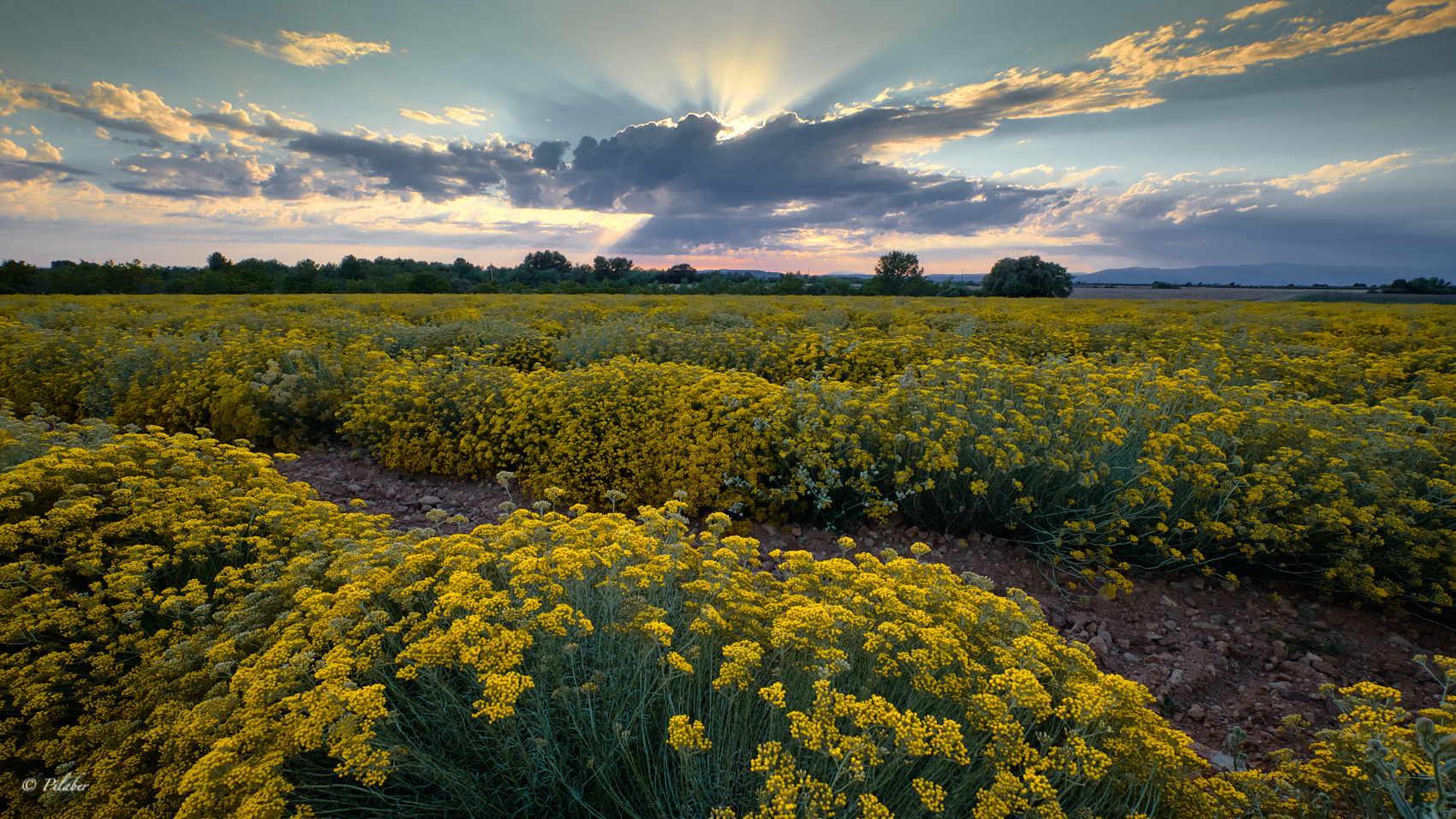 L'immortelle