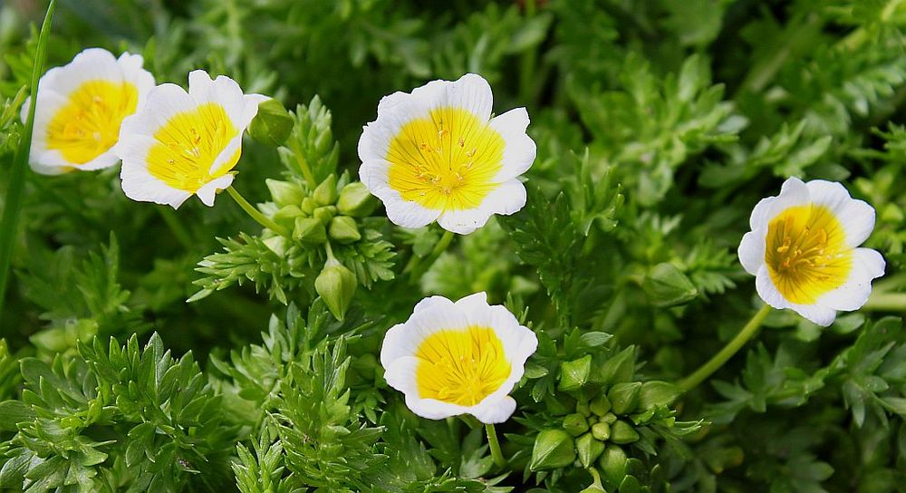 Limnanthes douglasii