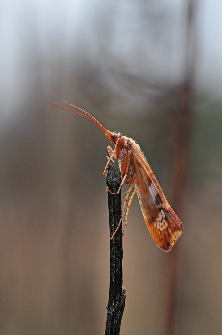 Limnephilus lunatus