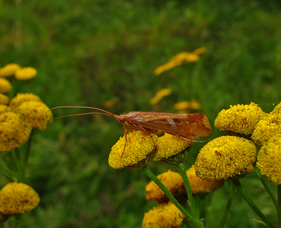 Limnephilus rhombicus