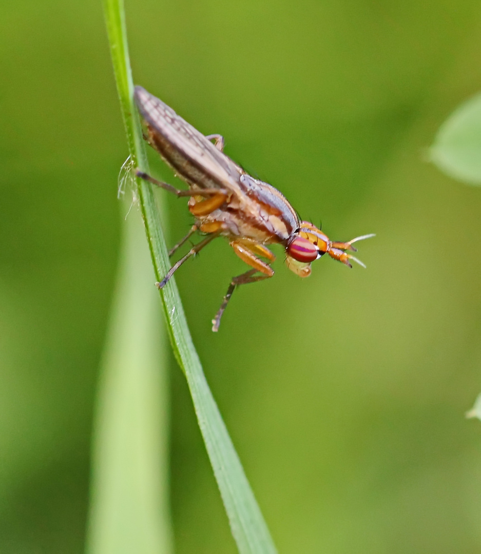 Limnia unguicornis