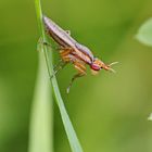 Limnia unguicornis