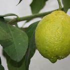 Limón de mi limonero