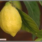 Limone