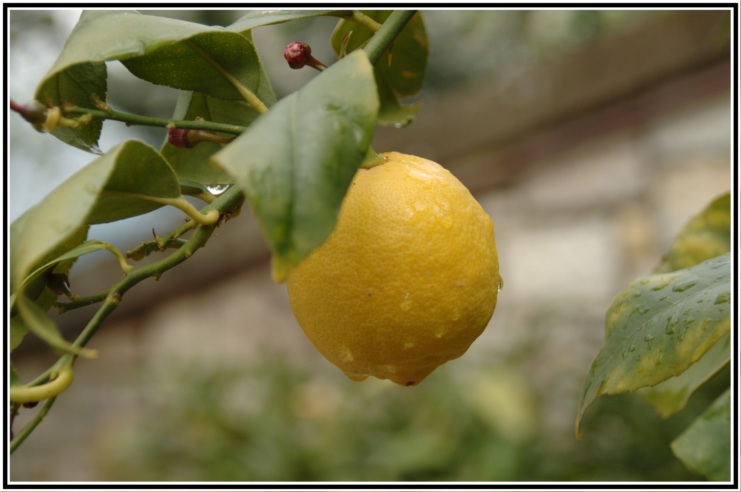 Limone rugiada