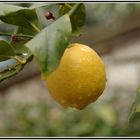 Limone rugiada