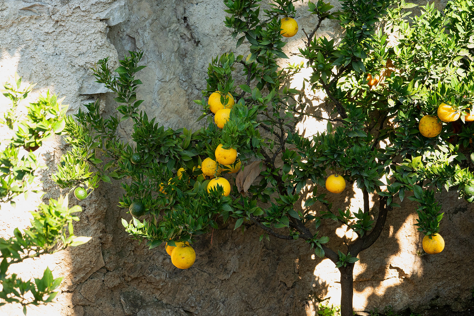 Limone-Sul-Garda / Lago di Garda - Limone, Limone