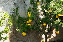 Limone-Sul-Garda / Lago di Garda - Limone, Limone