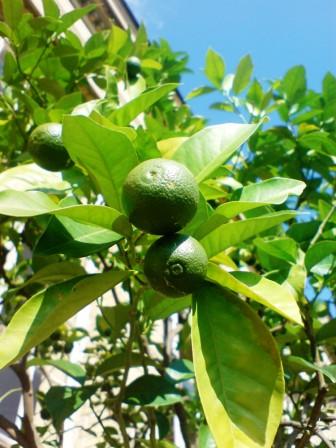 Limonen in der Orangerie