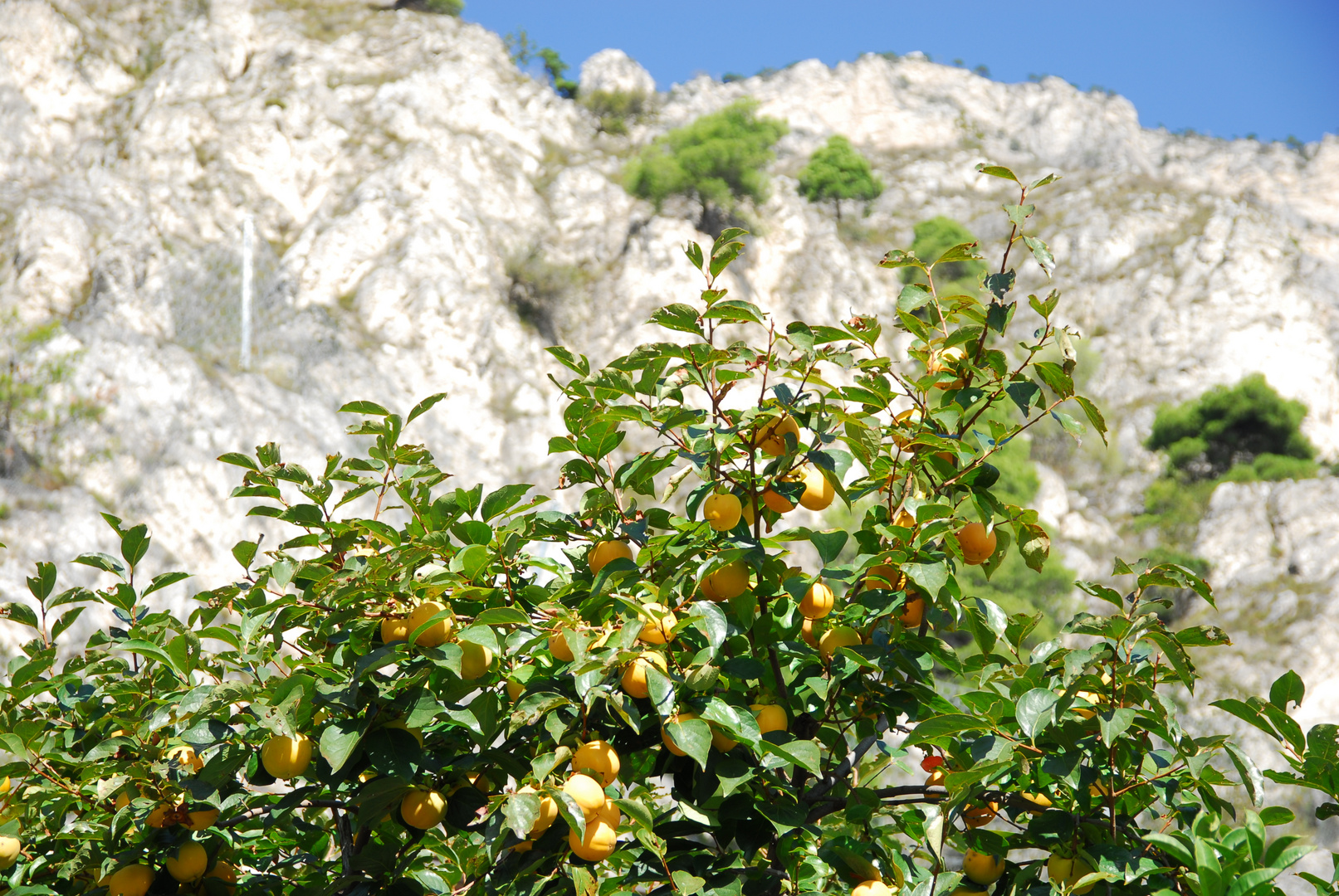 Limonen in Limone