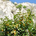 Limonen in Limone